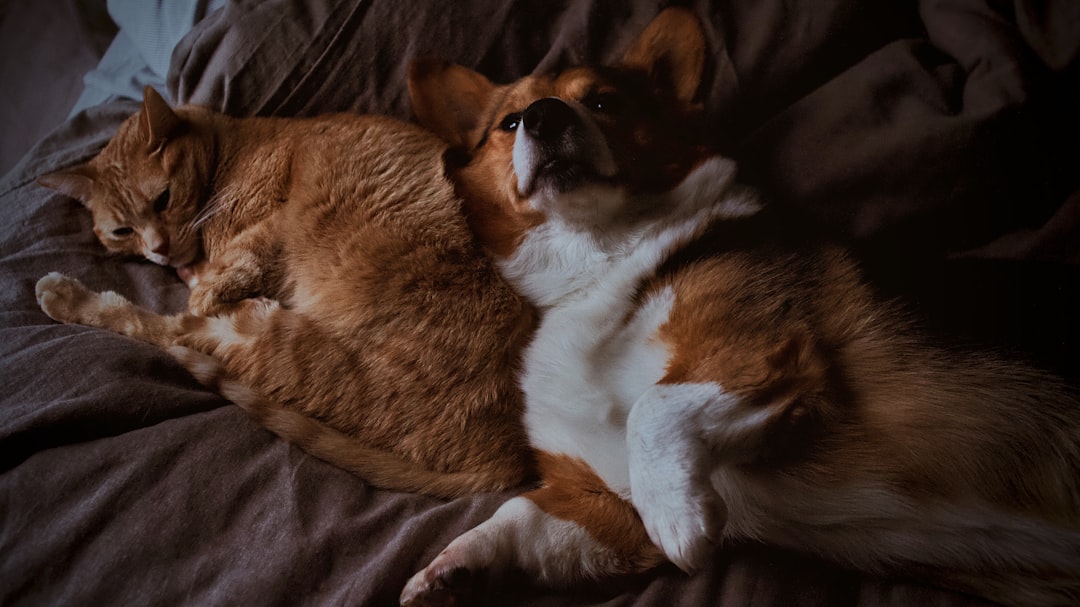 Assurance animaux